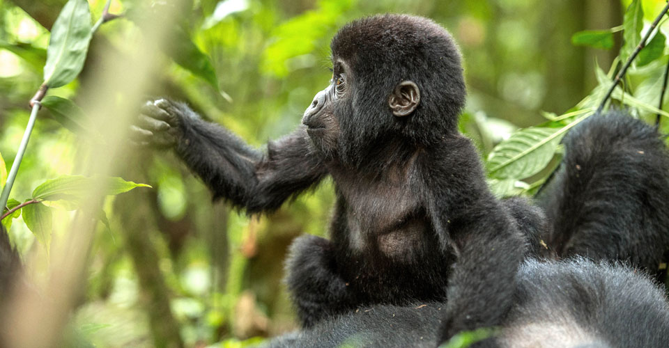Baby Gorilla in Bwindi NP