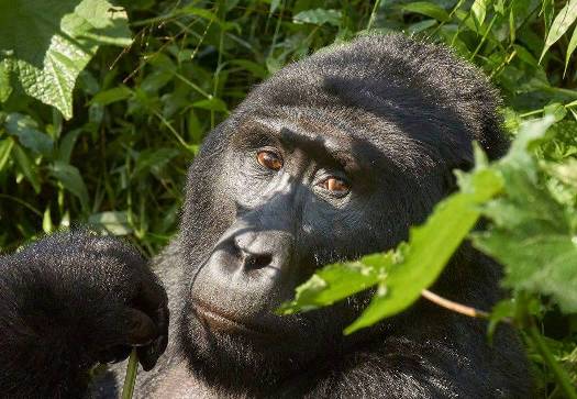 Trekking for Gorillas in Bwindi NP