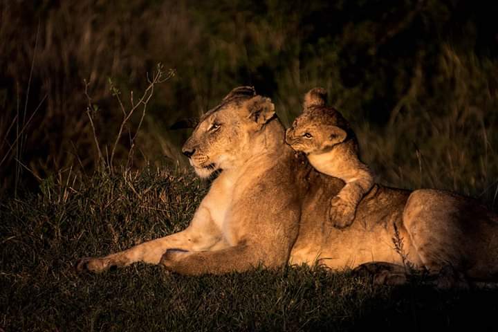 Lioness and cub
