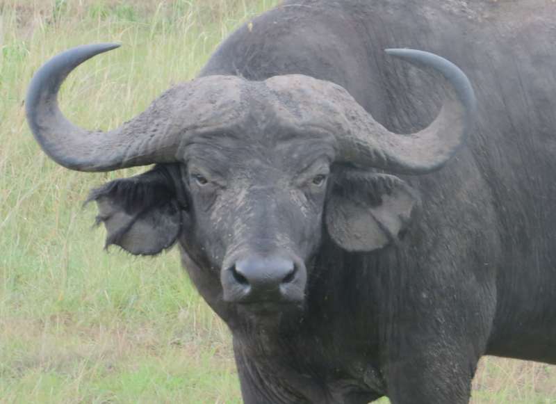 Buffalo
