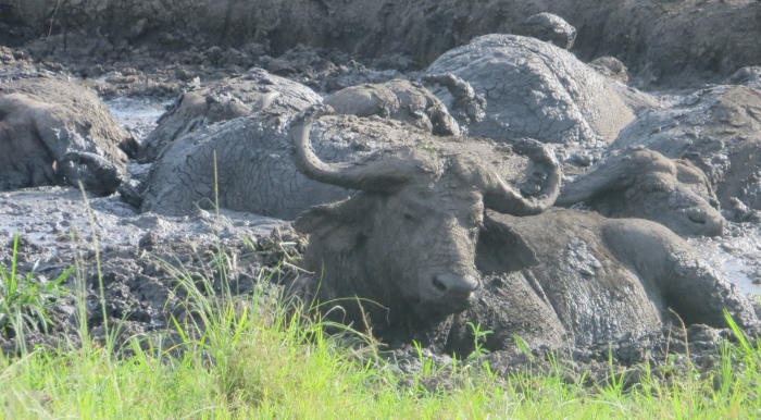 buffalo