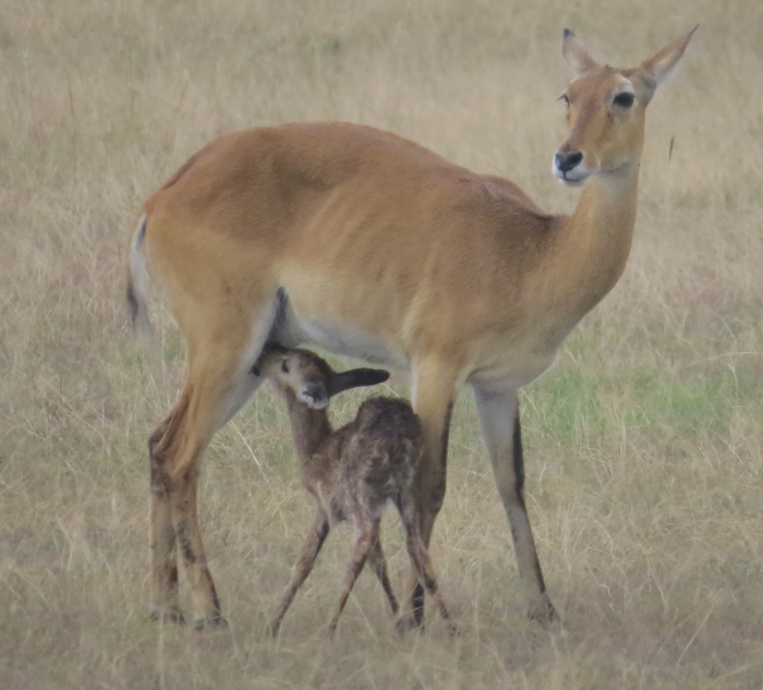 Uganda Kob