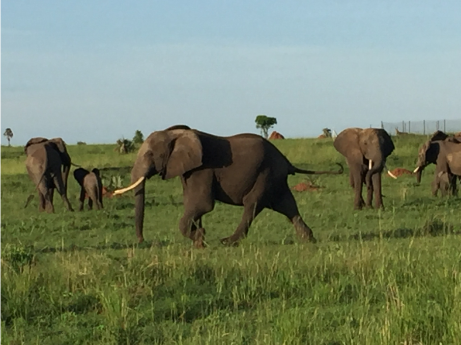 elephants