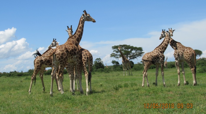 Giraffe
