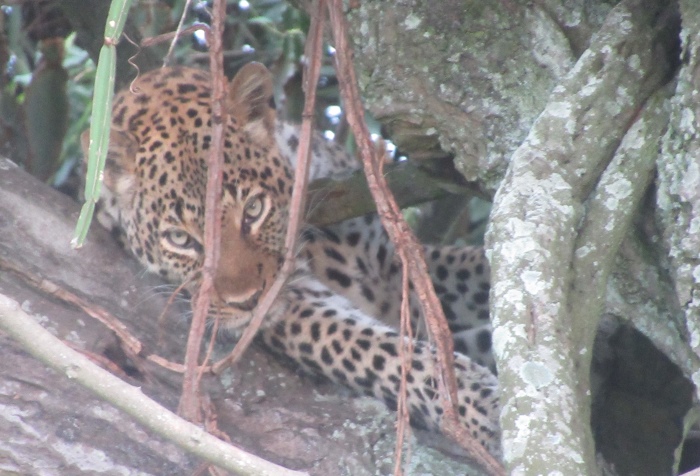 leopard