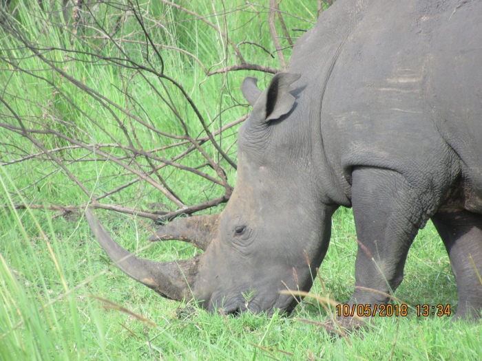 Rhino