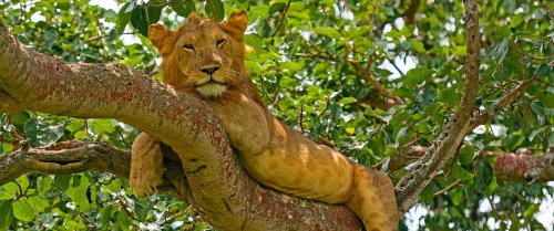 Tree Lion