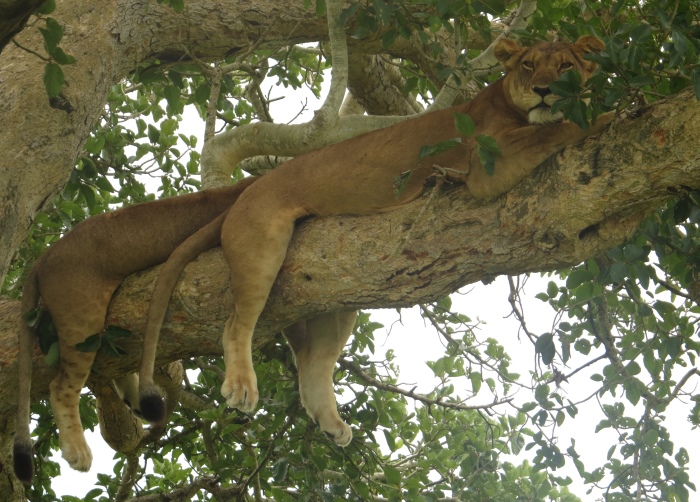 Tree Lions