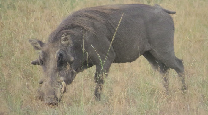 Warthog