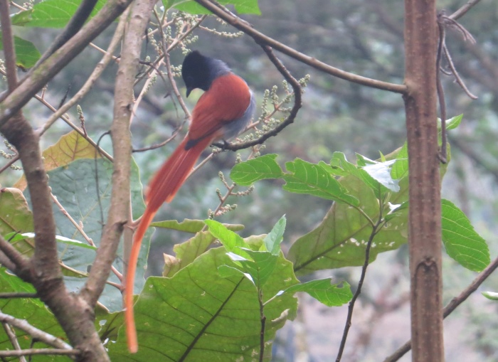 Birds in Bwindi