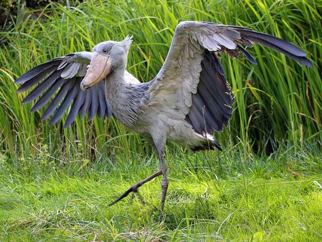 Shoebill stork