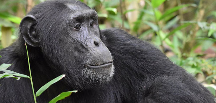 chimpanzee