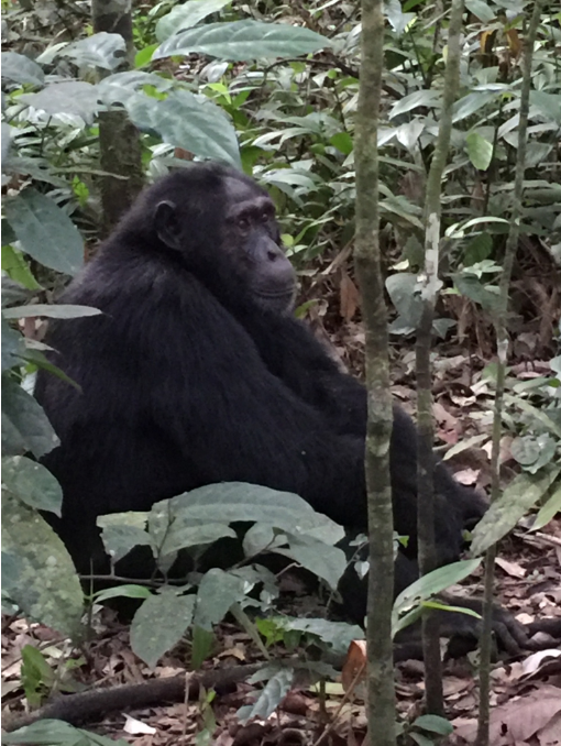 Chimp in Forest
