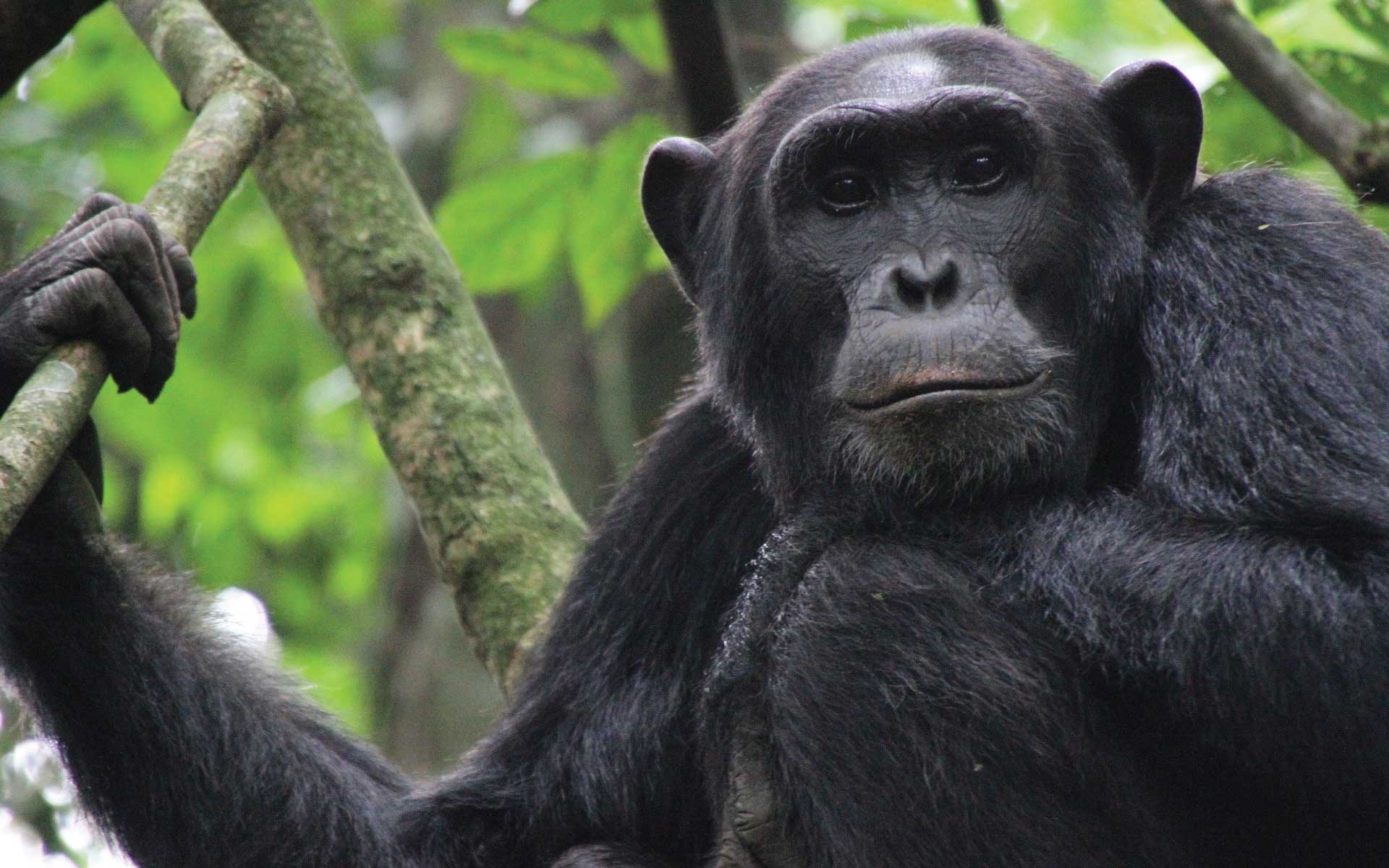 Bonobo Chimp