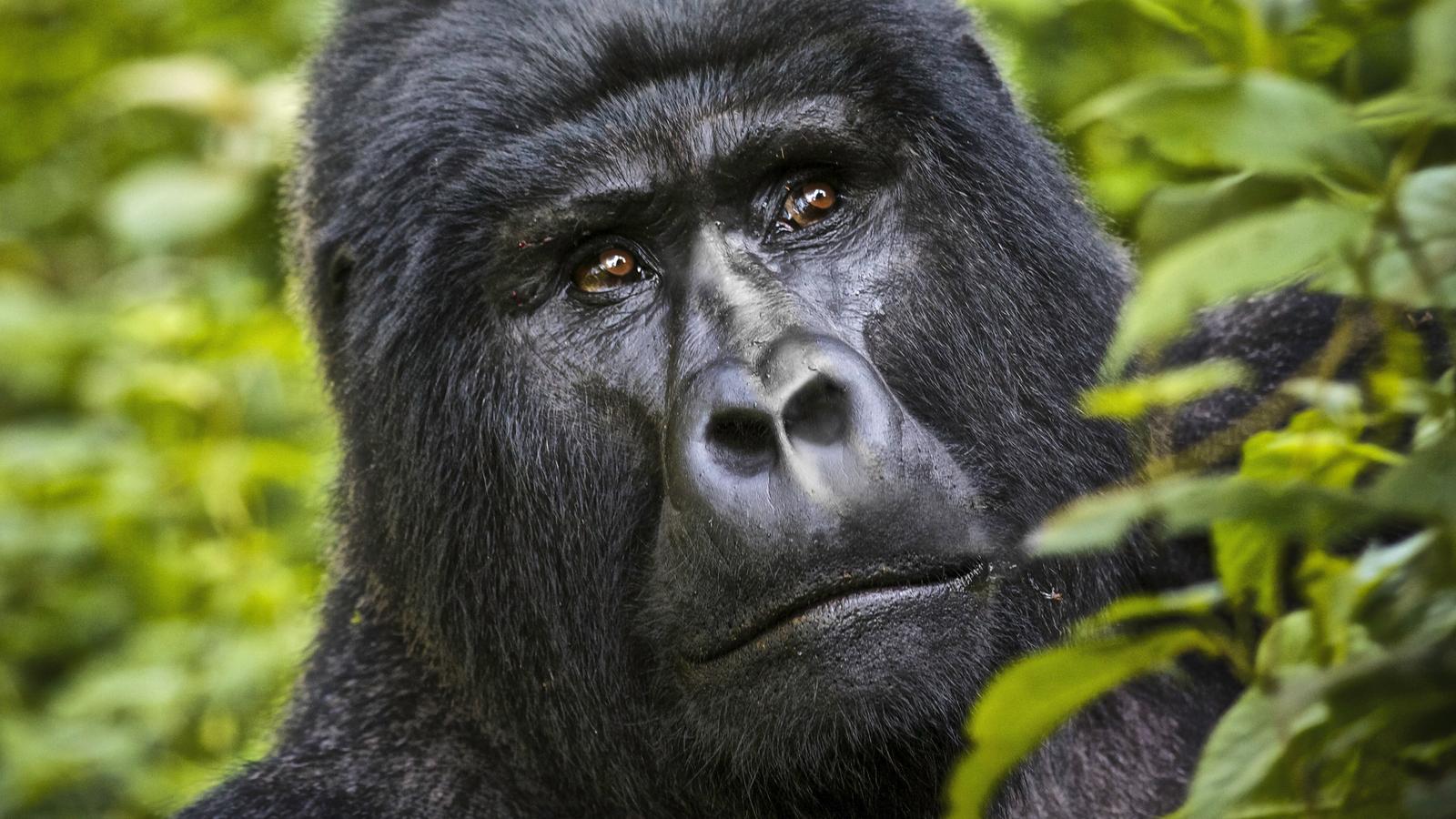 gorilla