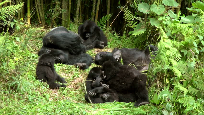 Gorilla Family