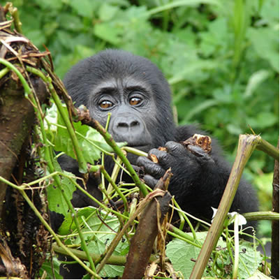 Gorilla