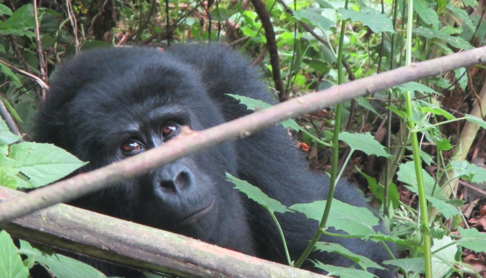 gorilla_0516