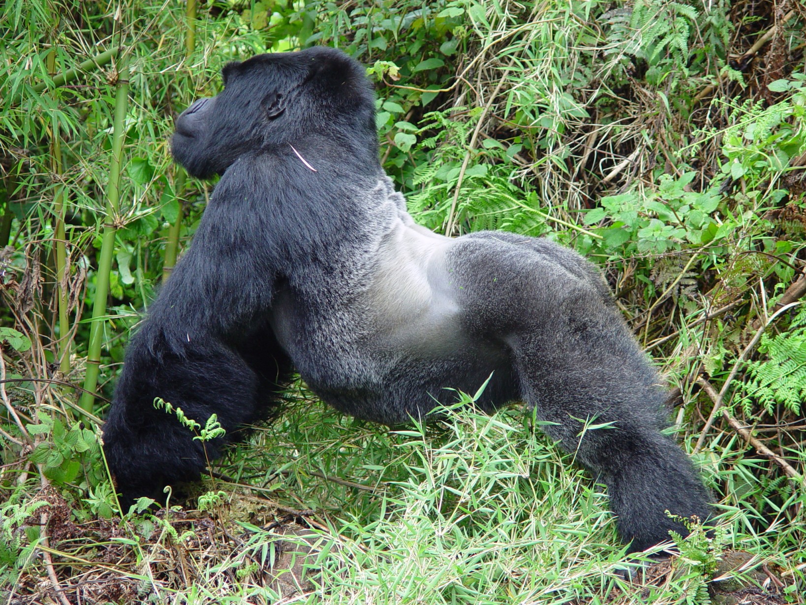 silverback