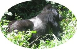 Silverback