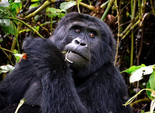 mountain gorilla