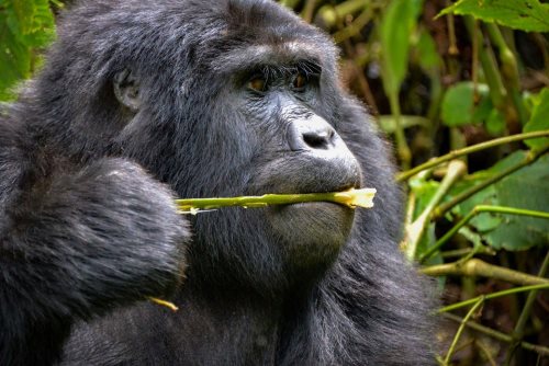 Gorilla in Uganda